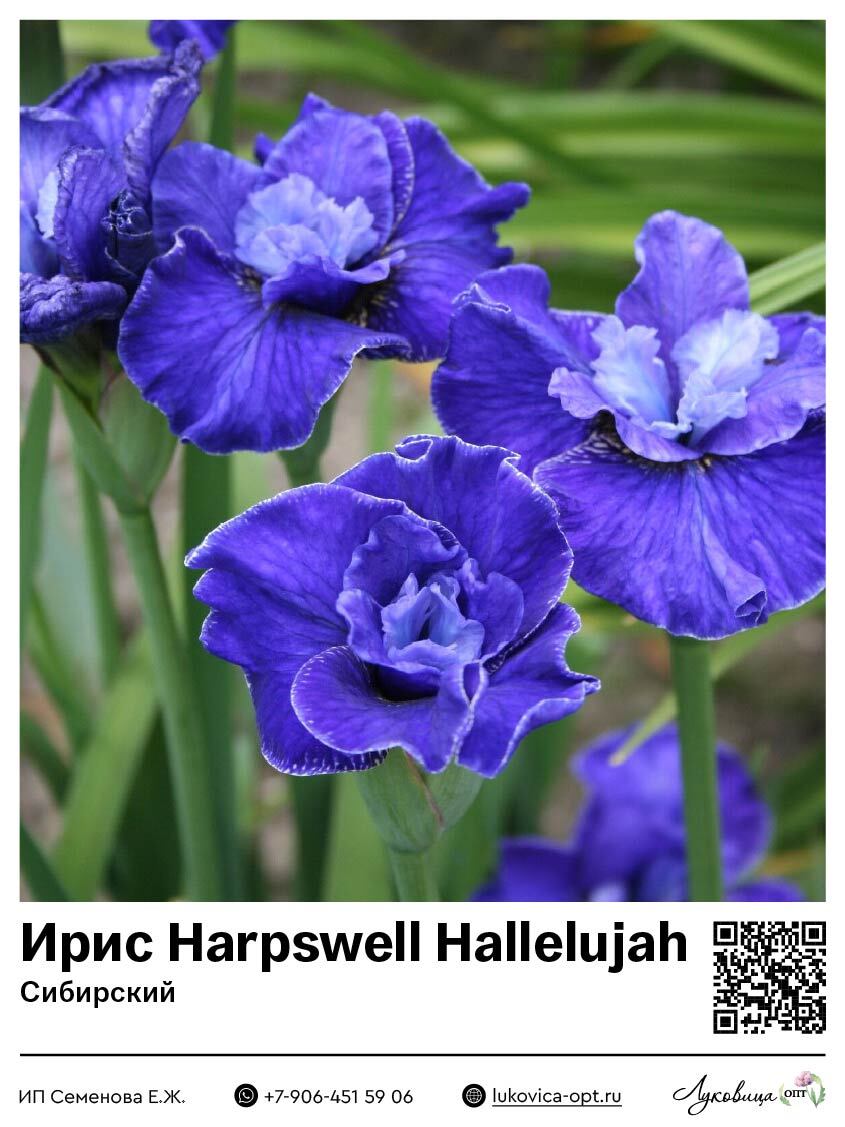 Ирис Harpswell Hallelujah (Сибирский) 1 шт