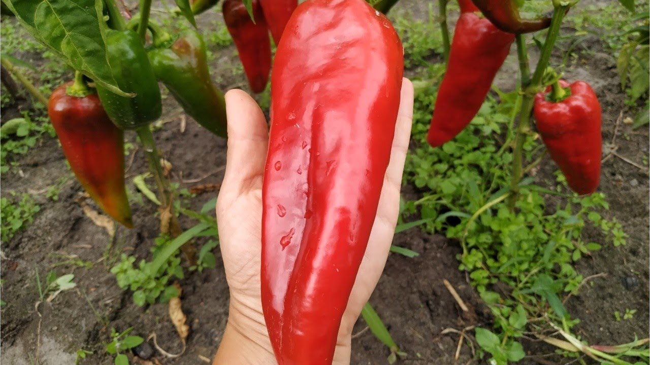 Перец магретта ф1. Семена перец адмирал f1. Фест перец сладкий f1. Перец калифорнийское чудо красный. Перец мадонна f1.