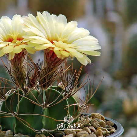 Seeds of Cactus Astrophytum mix (Astrophytum mix) — 10 pcs