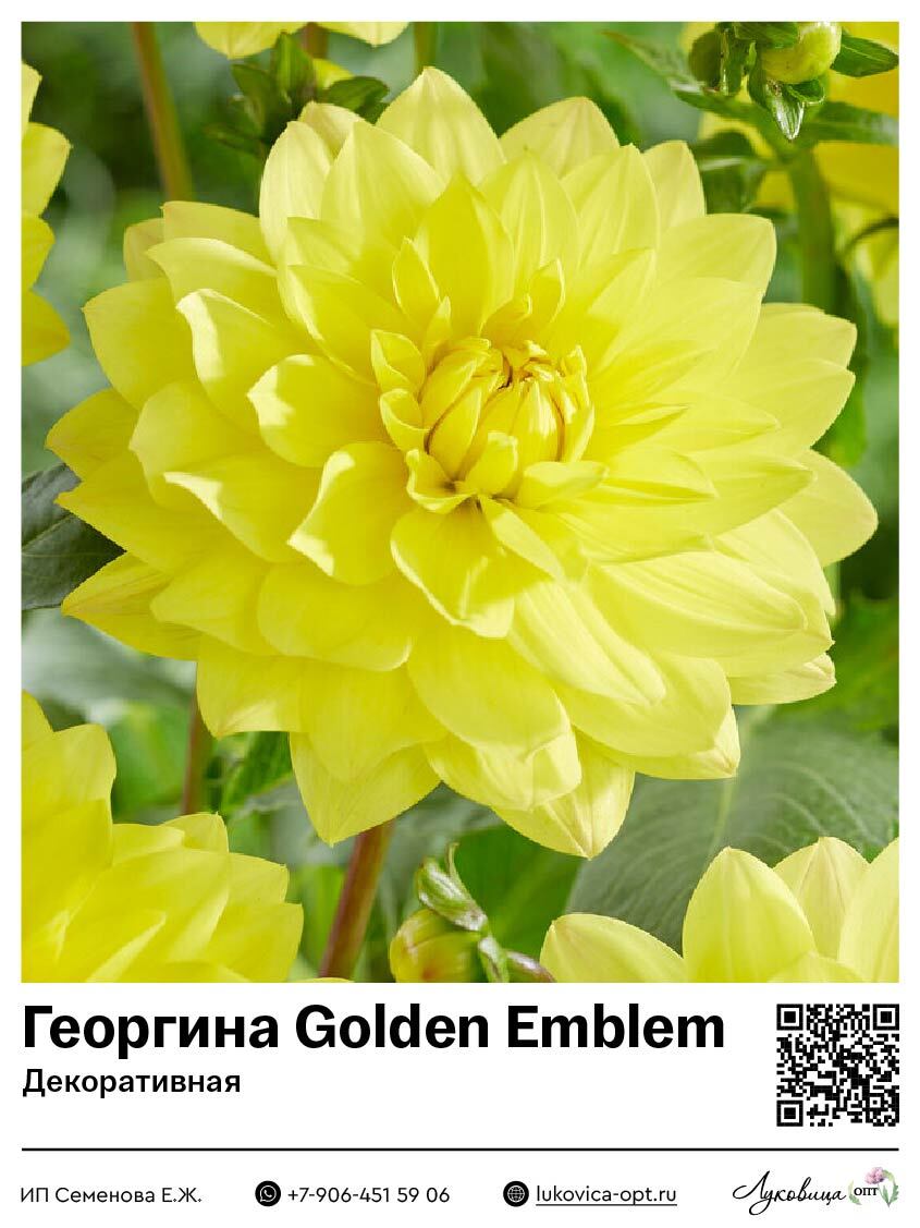 Георгина Golden Emblem (Декоративная) 1 шт