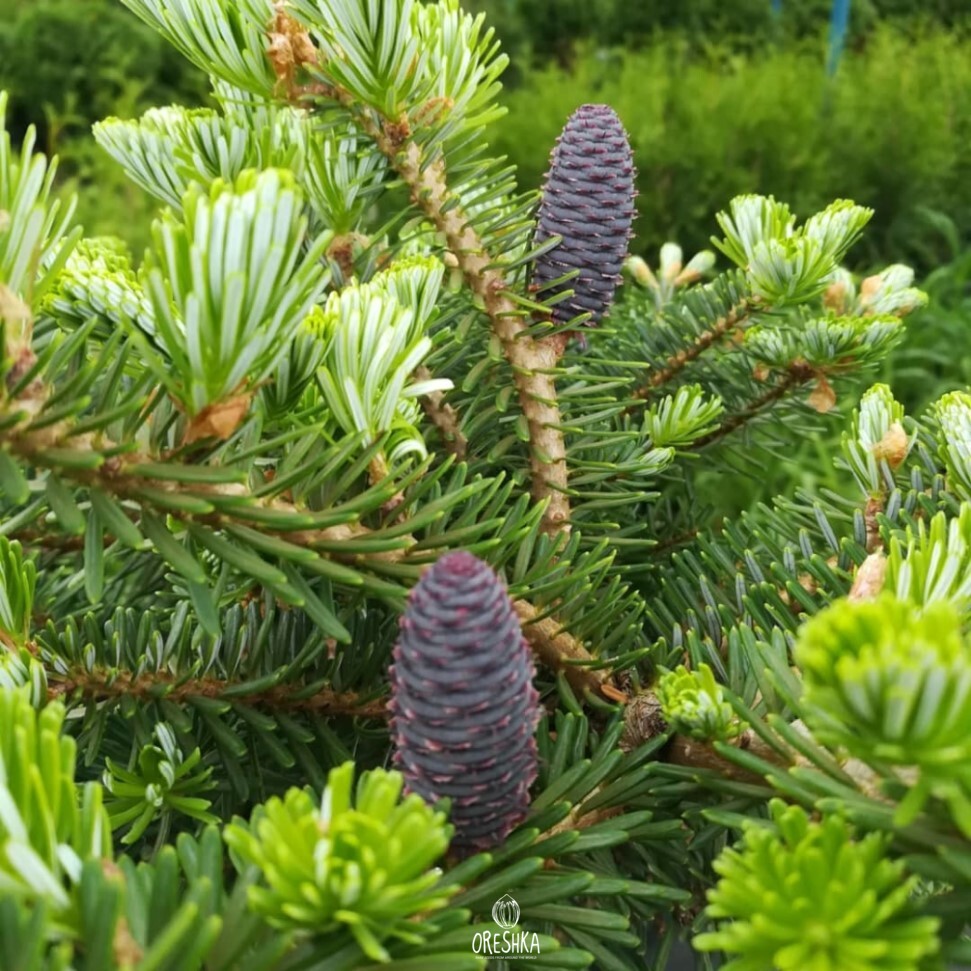 Seeds of Faber's fir (Abies fabri) — 20 pcs
