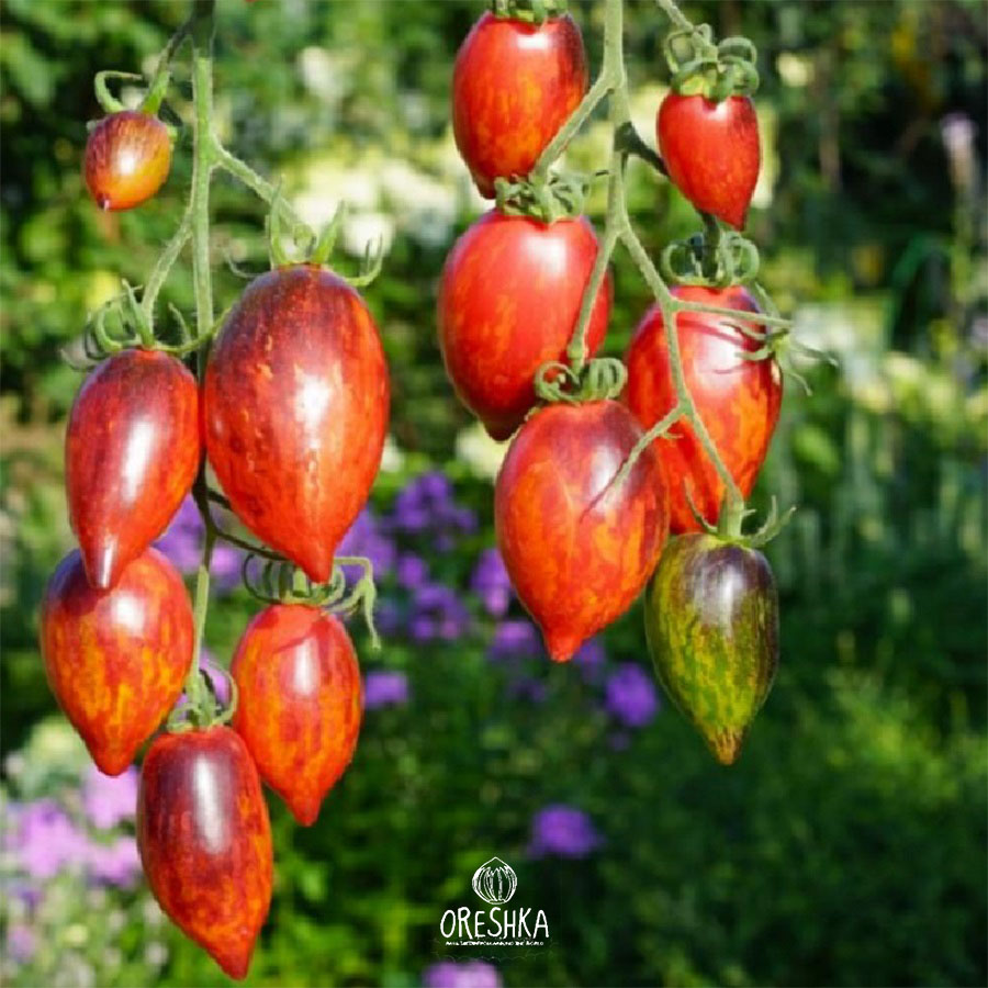Seeds of Tomato Strawberry Falls Mystery (solanum lycopersicum) — 10 pcs
