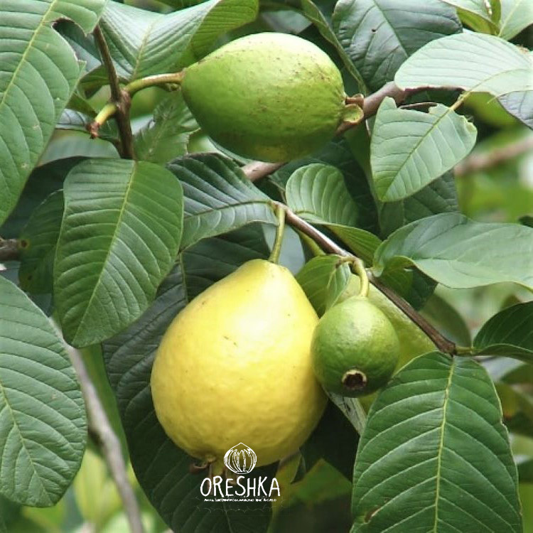 Seeds of Guava (Psidium guajava) — 30 pcs