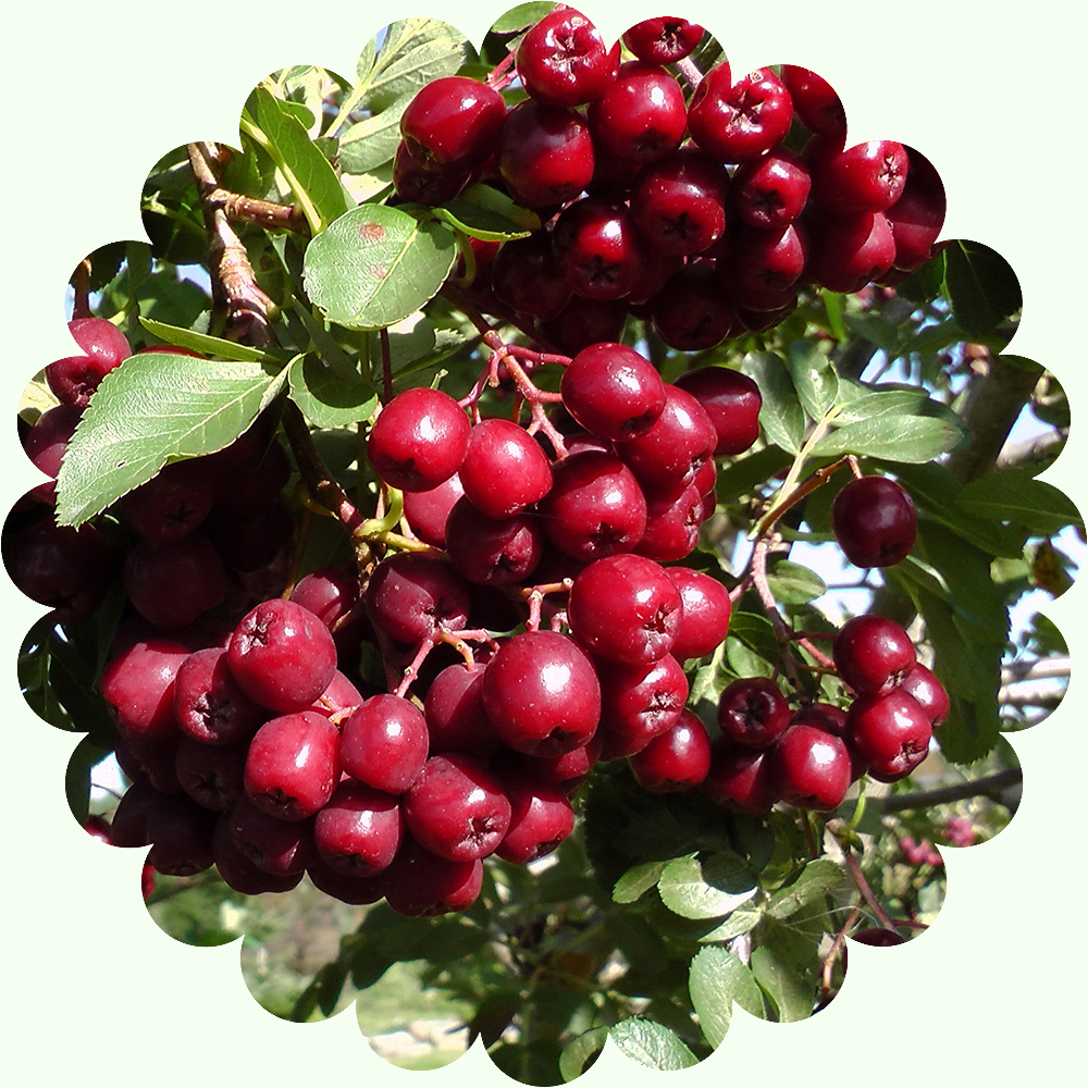 Рябина Титан