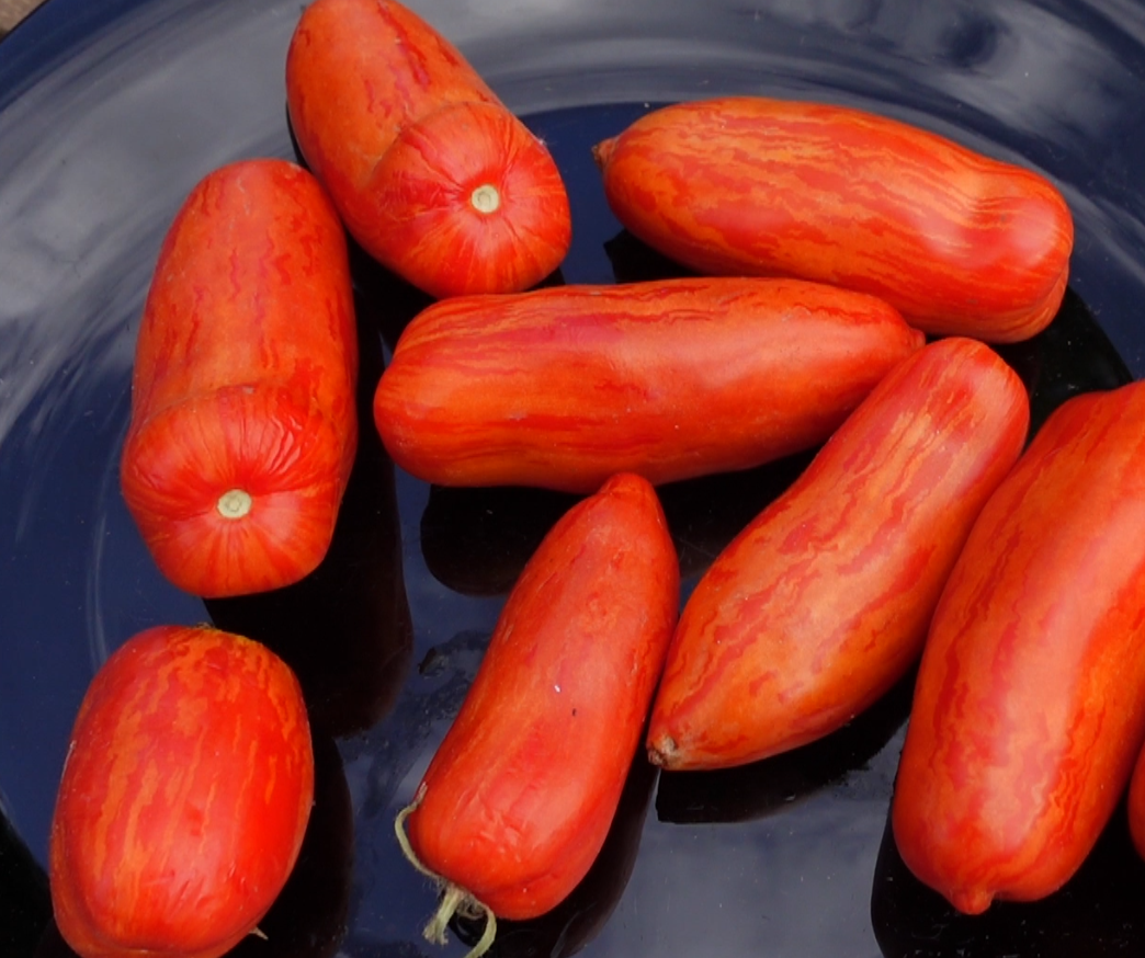 купить семена томата МАТРОСИК