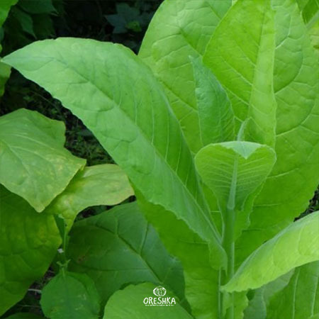 Seeds of Tobacco VMS-24 (Nicotiana tabacum) — 300 pcs
