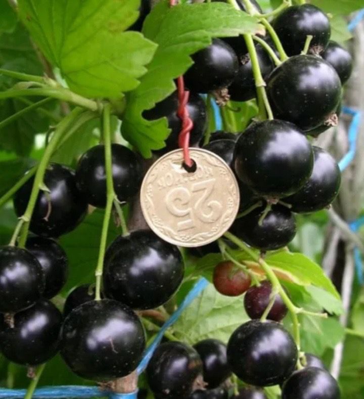 Саженцы Черной Смородины Крупноплодной Купить В Алматы