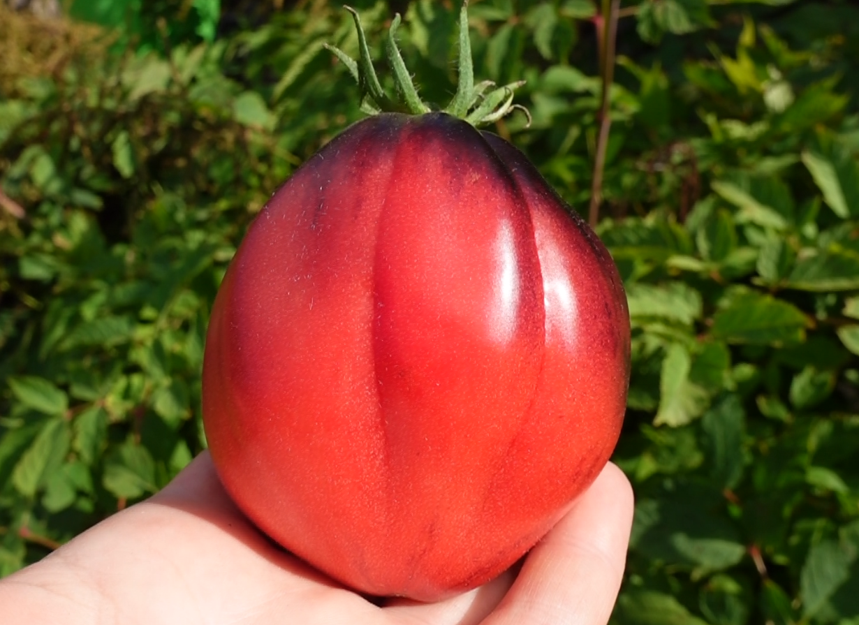 купить семена томата МАЛИНОВЫЕ НОСИКИ СЕРЖАНТА ПЕППЕРА