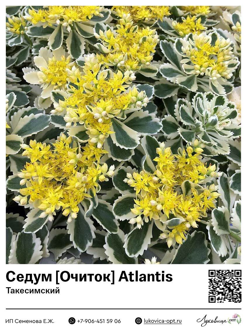 Седум [Очиток] Atlantis (Такесимский) 1 шт