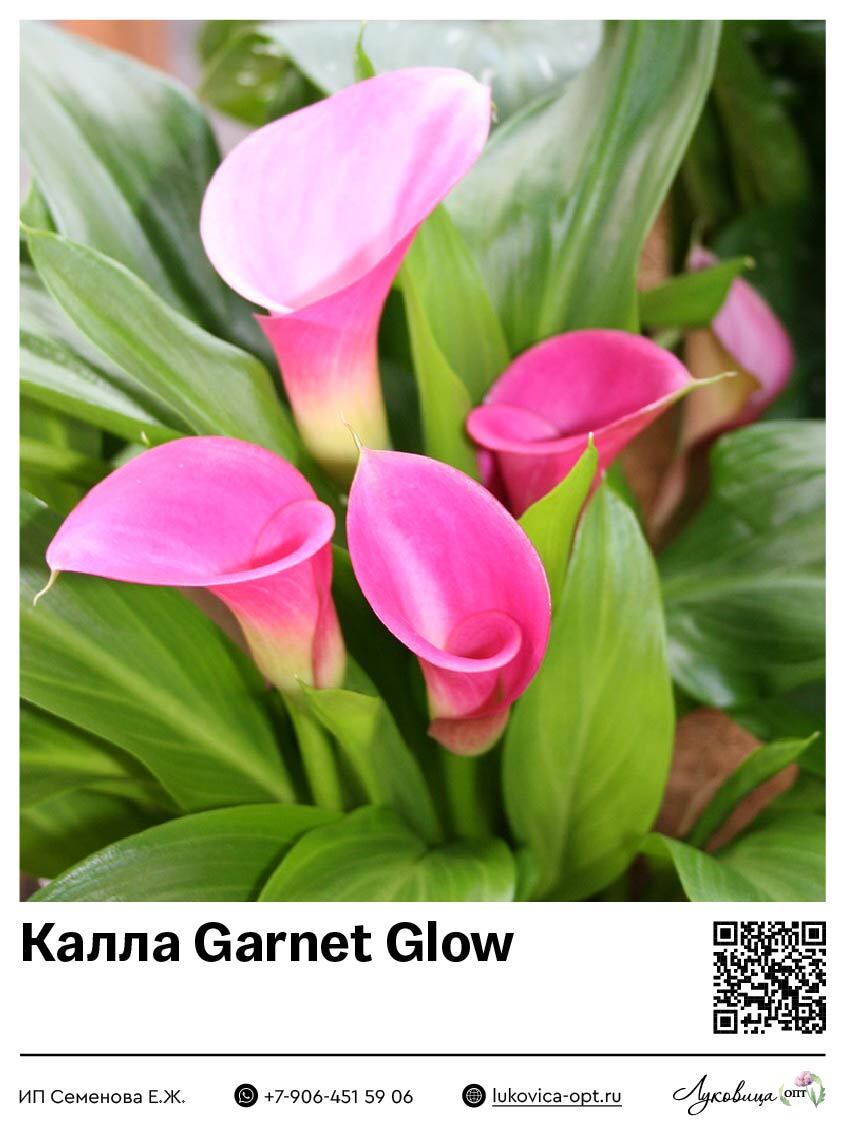 Калла Garnet Glow