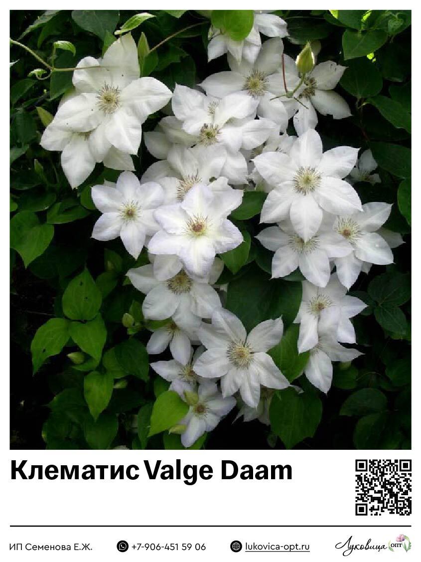 Клематис Valge Daam
