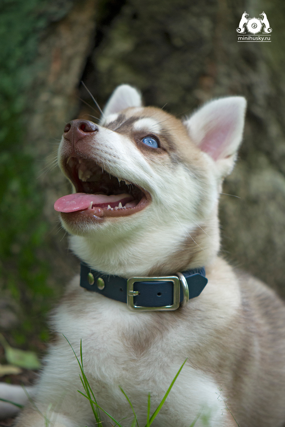 Юджин/Song of ice Yudzhin - Аляскинский кли кай