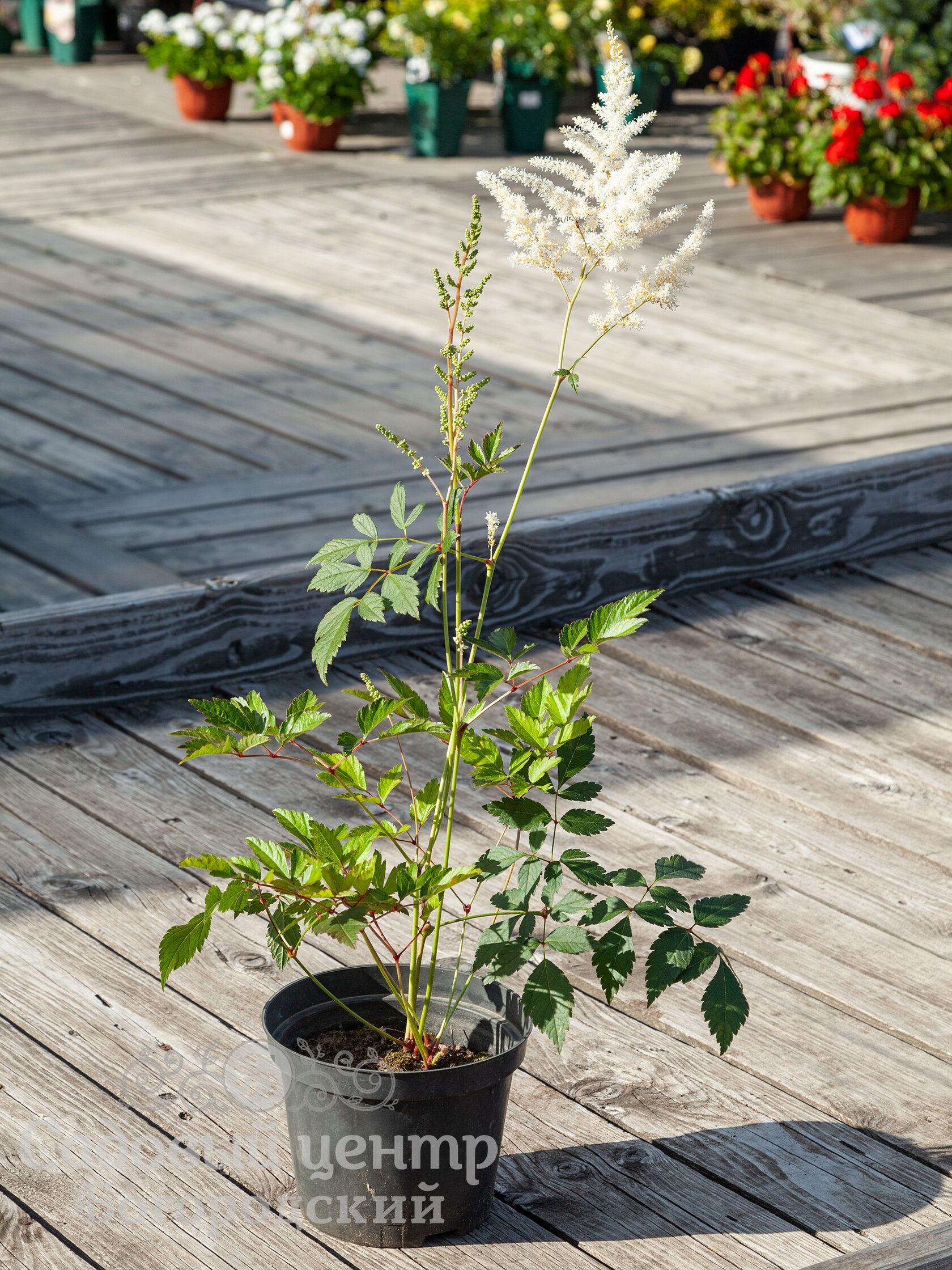 Астильба Арендса 'Диамант' / Astilbe × arendsii 'Diamand', C3