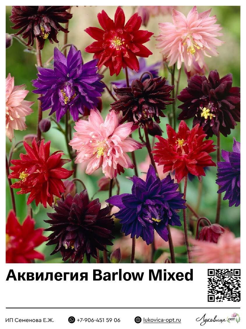 Аквилегия Barlow Mixed 1 шт