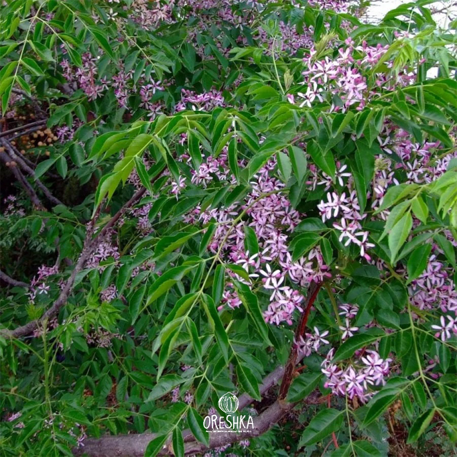 Seeds of Melia acedarach (Melia azedarach) — 5 pcs