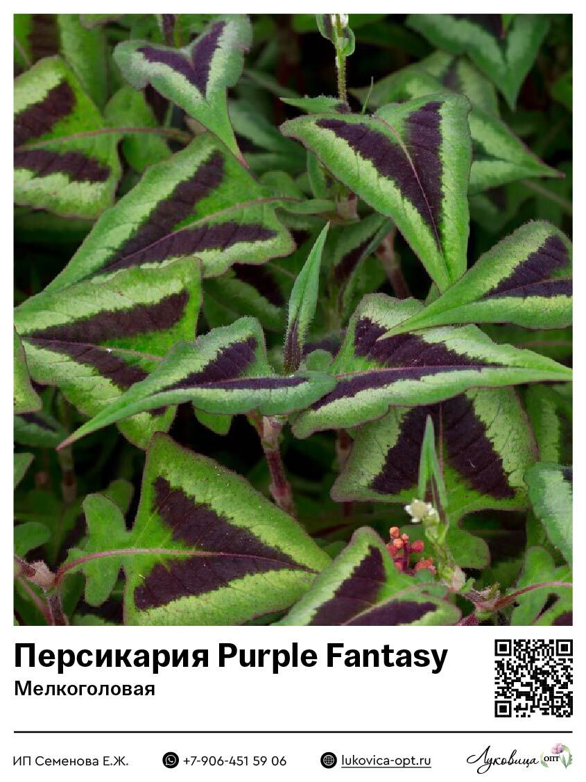 Персикария [Горец] Purple Fantasy (Мелкоголовая) 1 шт