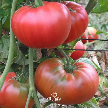 Seeds of Tomato Dwarf Wild Fred (solanum lycopersicum) — 10 pcs