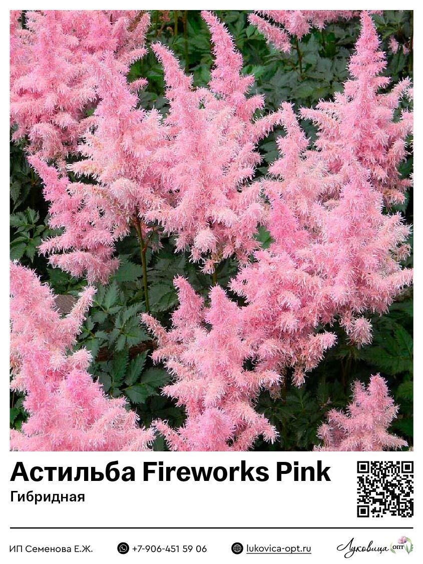 Астильба Fireworks Pink (Гибридная) 1 шт