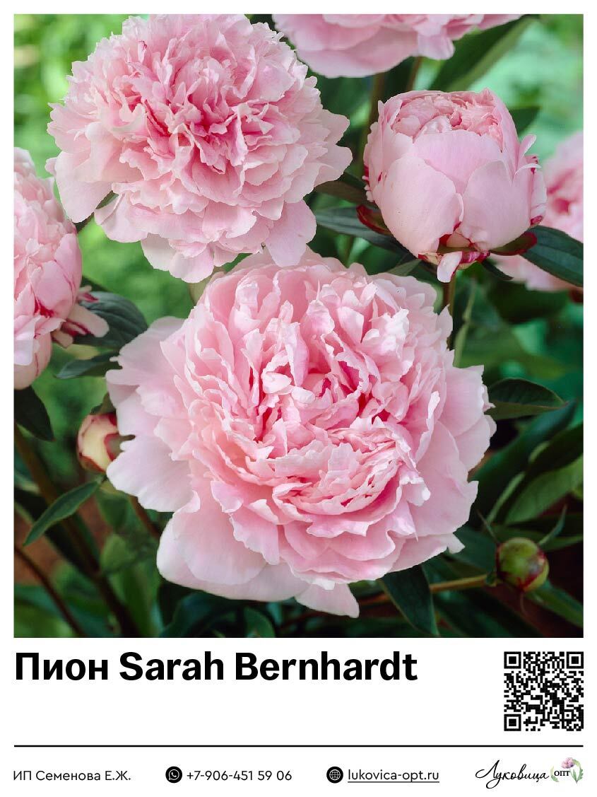 Пион Sarah Bernhardt
