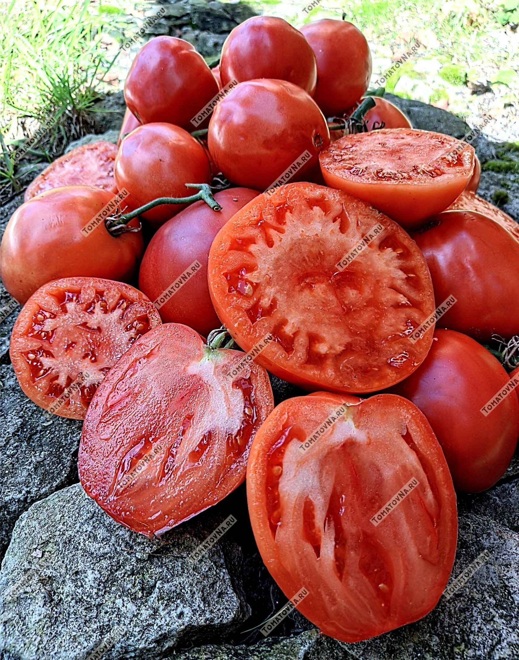 Томат Чудо Земли Украинское. Описание. Семена