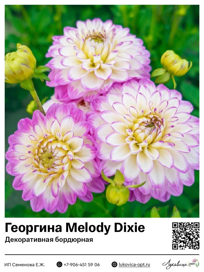 Георгина Melody Dixie (Декоративная бордюрная) 1 шт