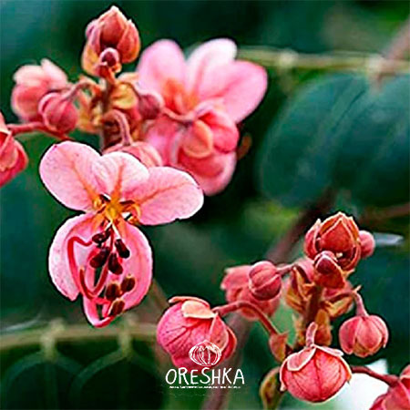 Seeds of Cassia bordered (Cassia Marginata) — 15 pcs