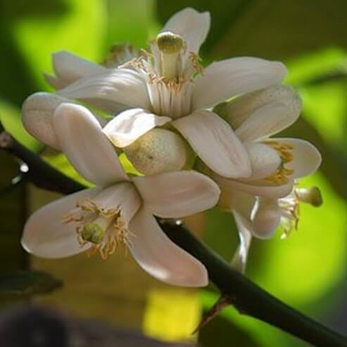 Нероли. Натуральное эфирное масло. БИО. - PIERRE FRANCHOMME LAB (Франция)
