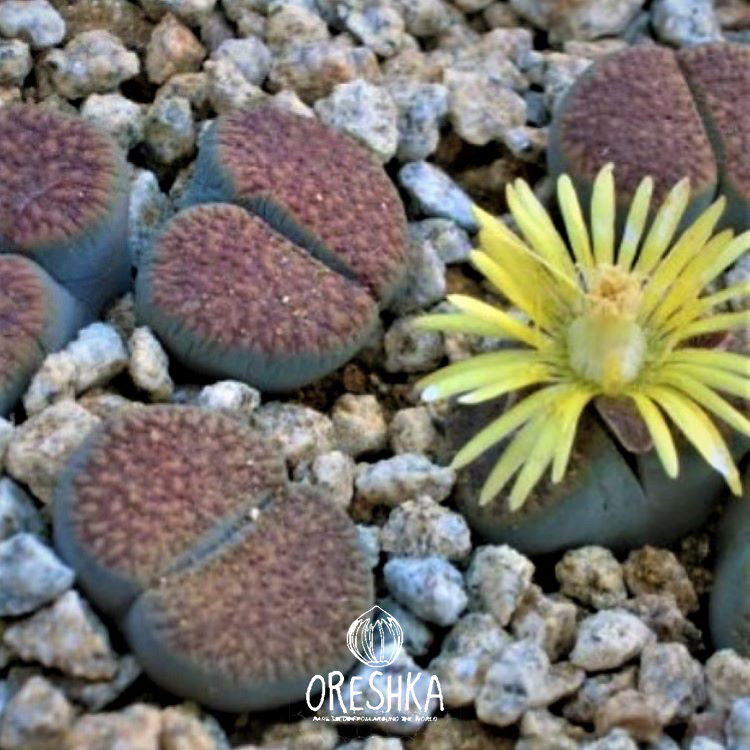 Seeds of Succulent Lithops verruculosa Inae C-095 (Lithops verruculosa Inae C-095) — 10 pcs