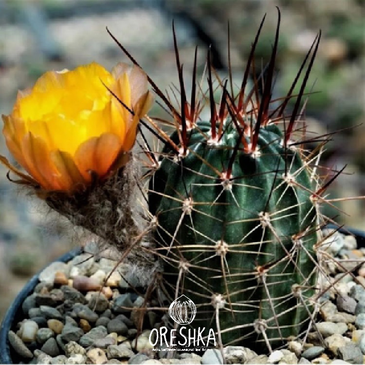 Seeds of Cactus Lobivia mix (Lobivia mix) — 10 pcs