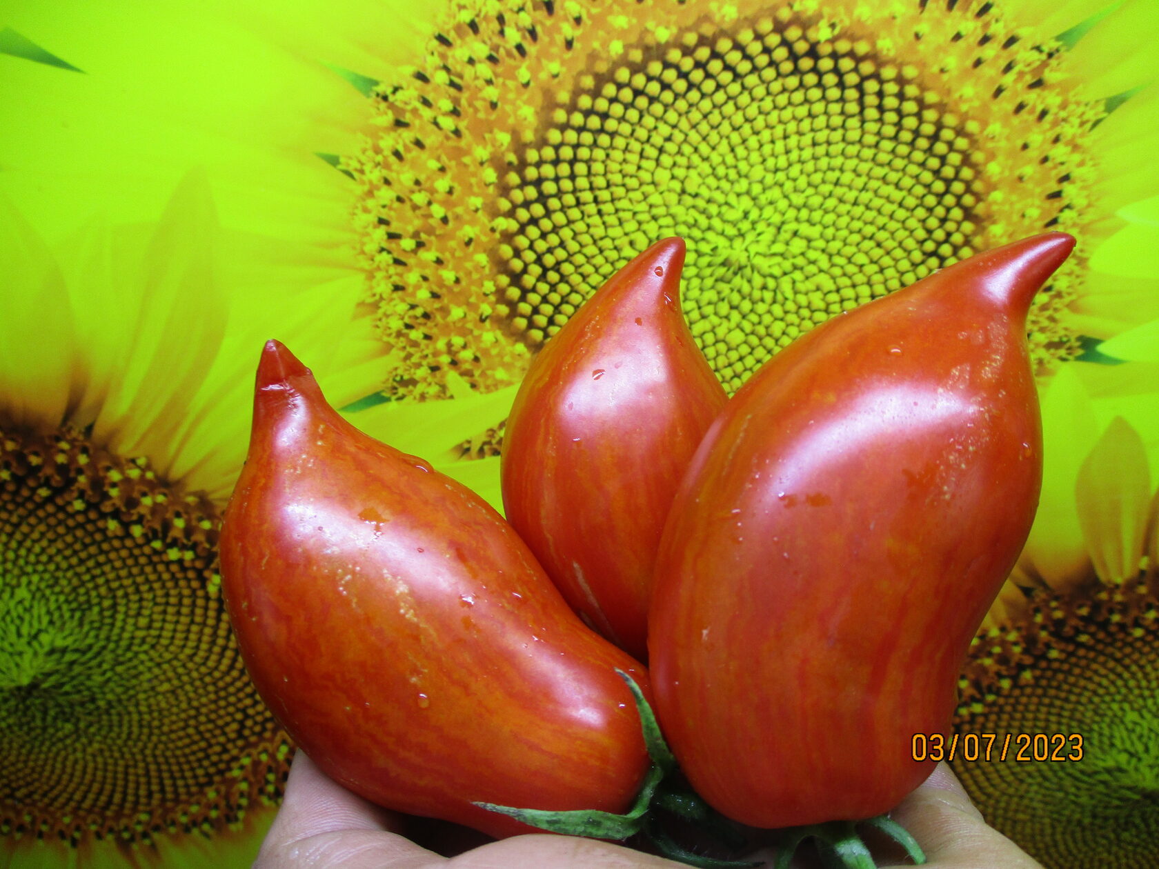 1067. Перо Жар-птицы.