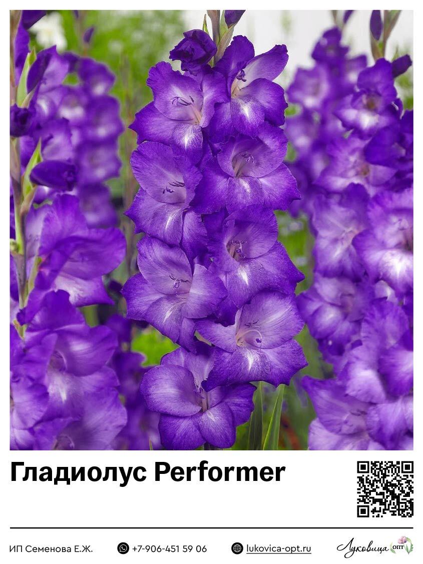 Гладиолус Performer 5 шт