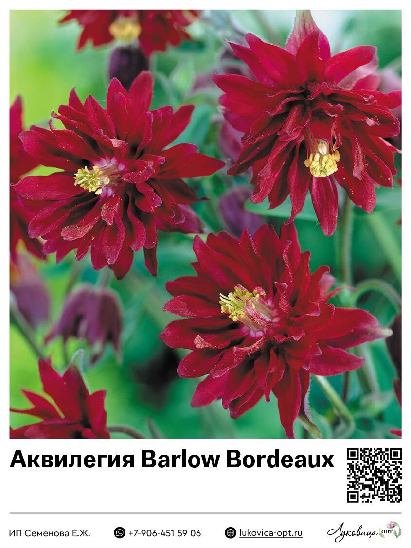 Аквилегия Barlow Bordeaux 1 шт