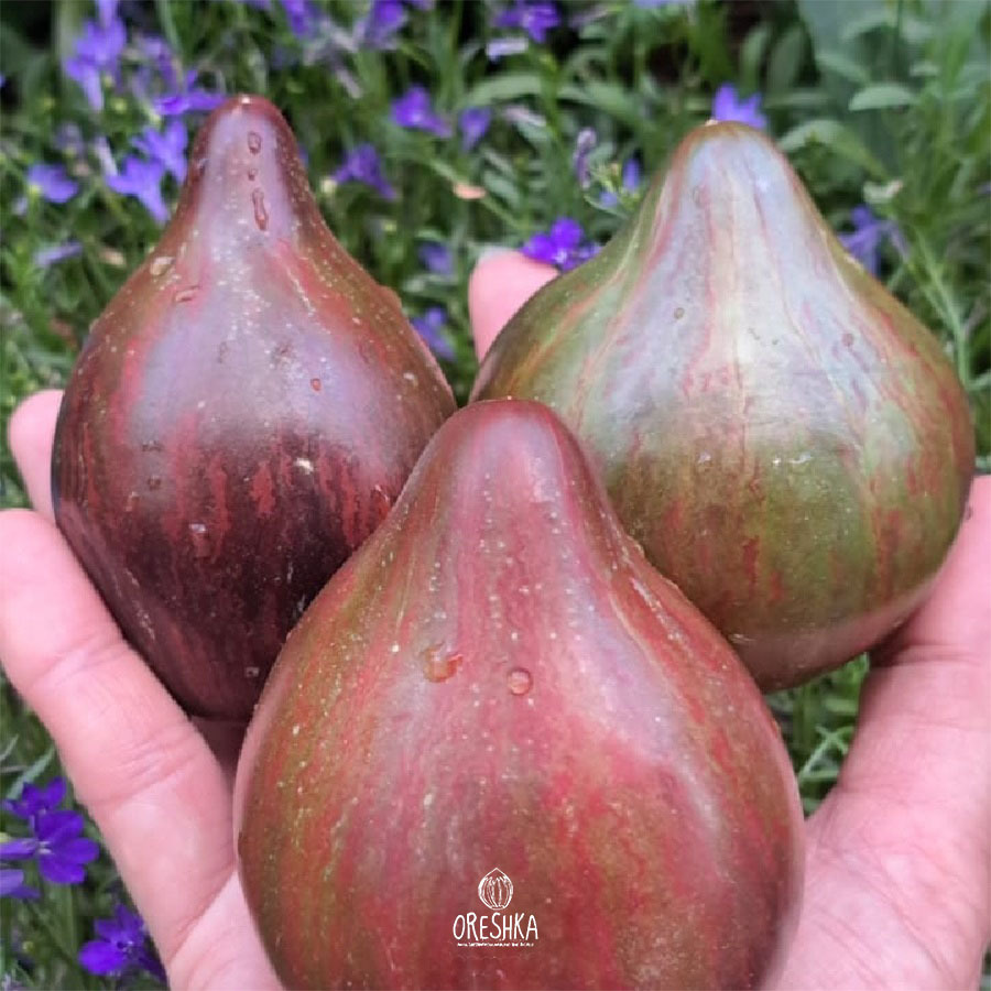 Seeds of Tomato ⁠Salut Victoria (solanum lycopersicum) — 10 pcs