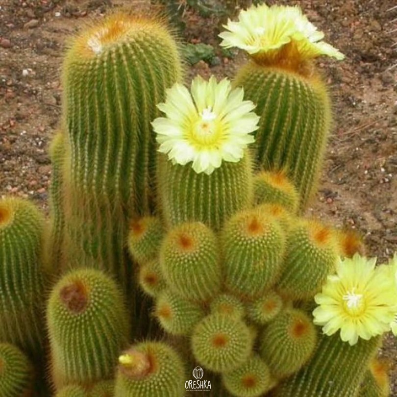 Seeds of Cactus Eriocactus leninghausii (Eriocactus leninghausii) — 10 pcs