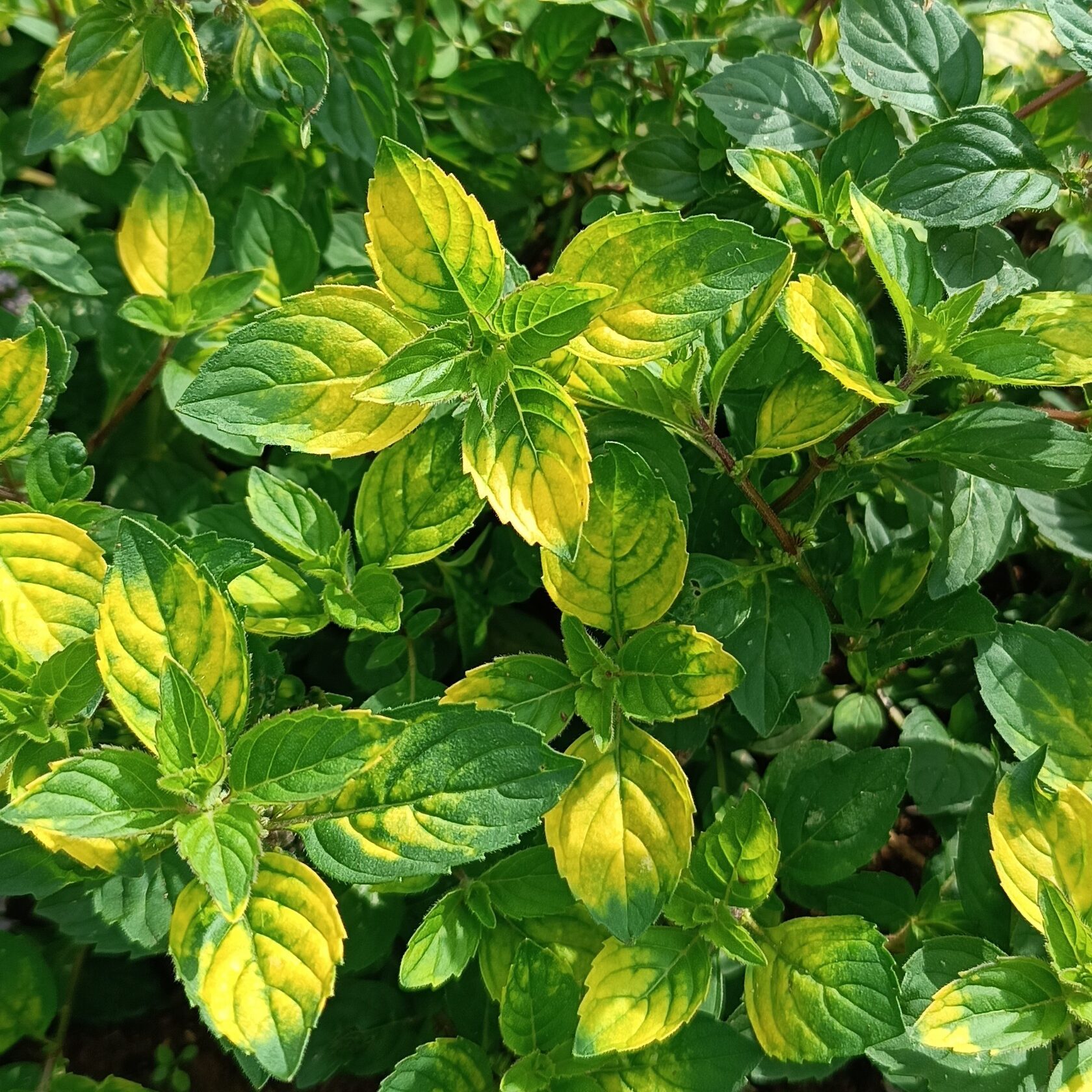 Мята имбирная Ginger, саженцы