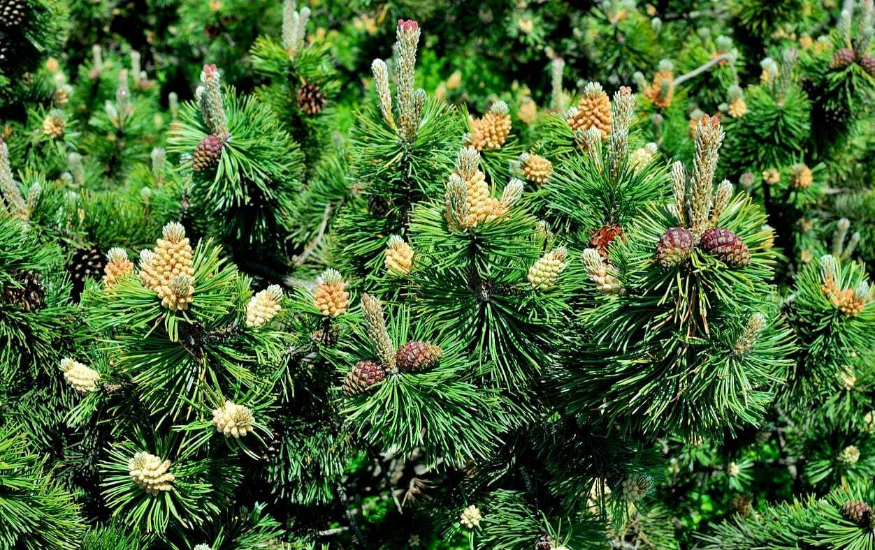 Сосна стланиковая европейская Pinus mugo 'Sunshine'