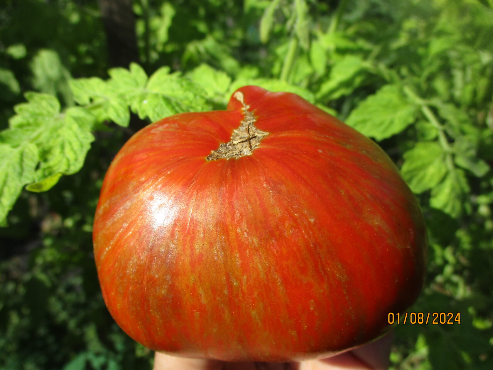 900-24. Томатный Гном Черный Волшебник.