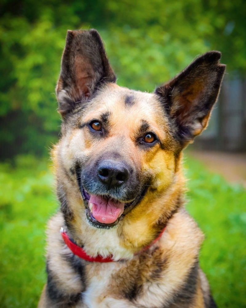 Парень с ротвейлером. Собака рон. Красивые собаки. Владельцы собак. Рон собака.