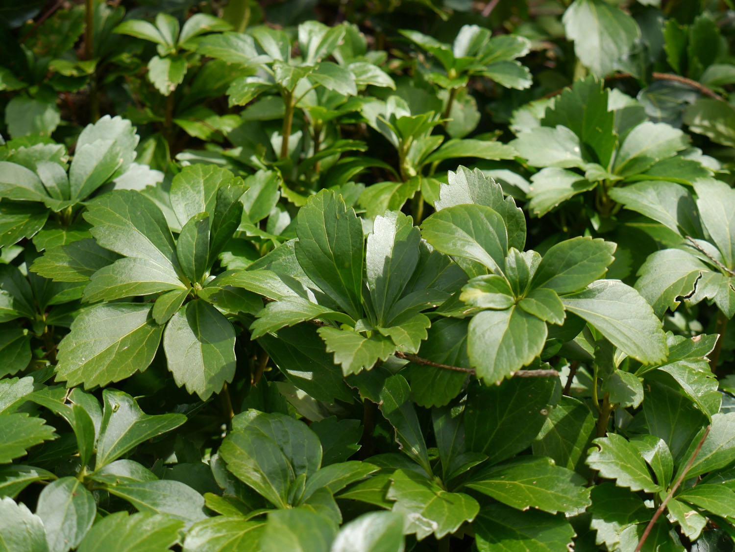 Пахизандра верхушечная. Пахизандра верхушечная ( Pachysandra terminalis). Пахизандра верхушечная Green Carpet. Пахизандра верхушечная Грин карпет.