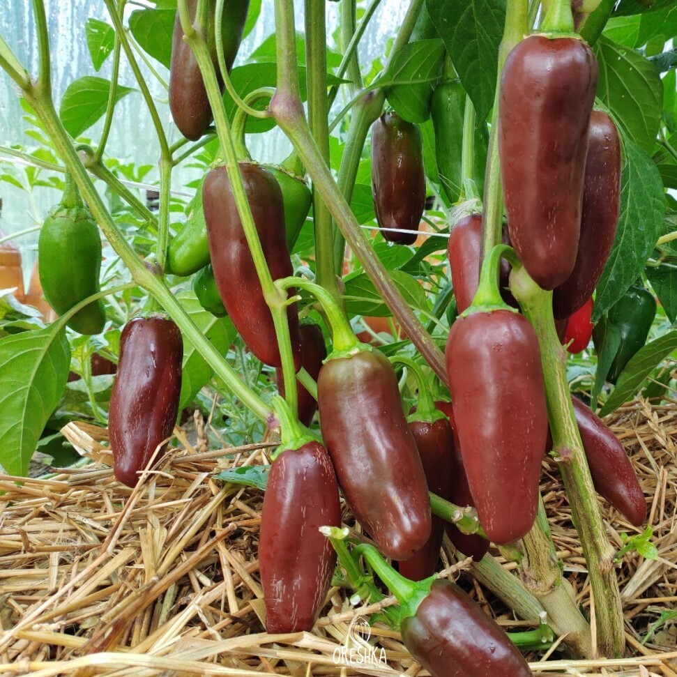 Seeds of Hot pepper Jalapeno Brown (Capsicum) — 5 pcs