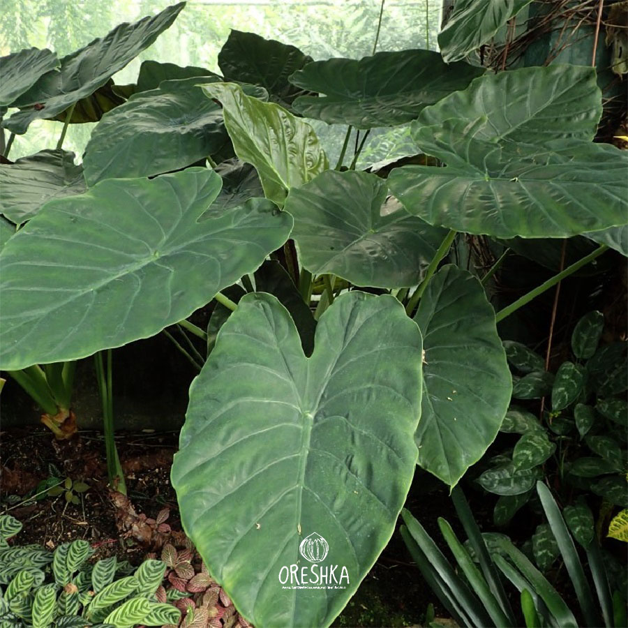 Seeds of Alocasia (Alocasia) — 5 pcs
