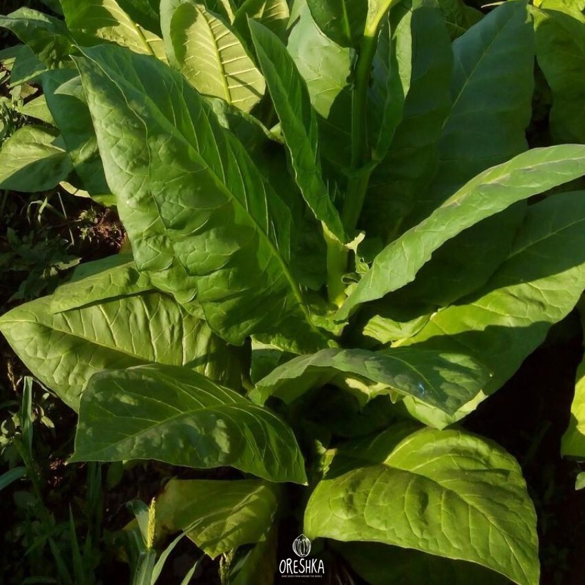 Seeds of Tobacco yellow pryor (Nicotiana tabacum) — 300 pcs