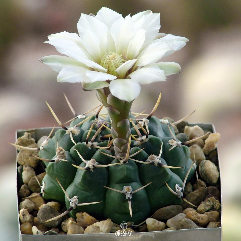 Seeds of Cactus Gymnocalycium schroederianum ssp. paucicostatum LB 960 (Gymnocalycium schroederianum ssp. paucicostatum LB 960) — 10 pcs