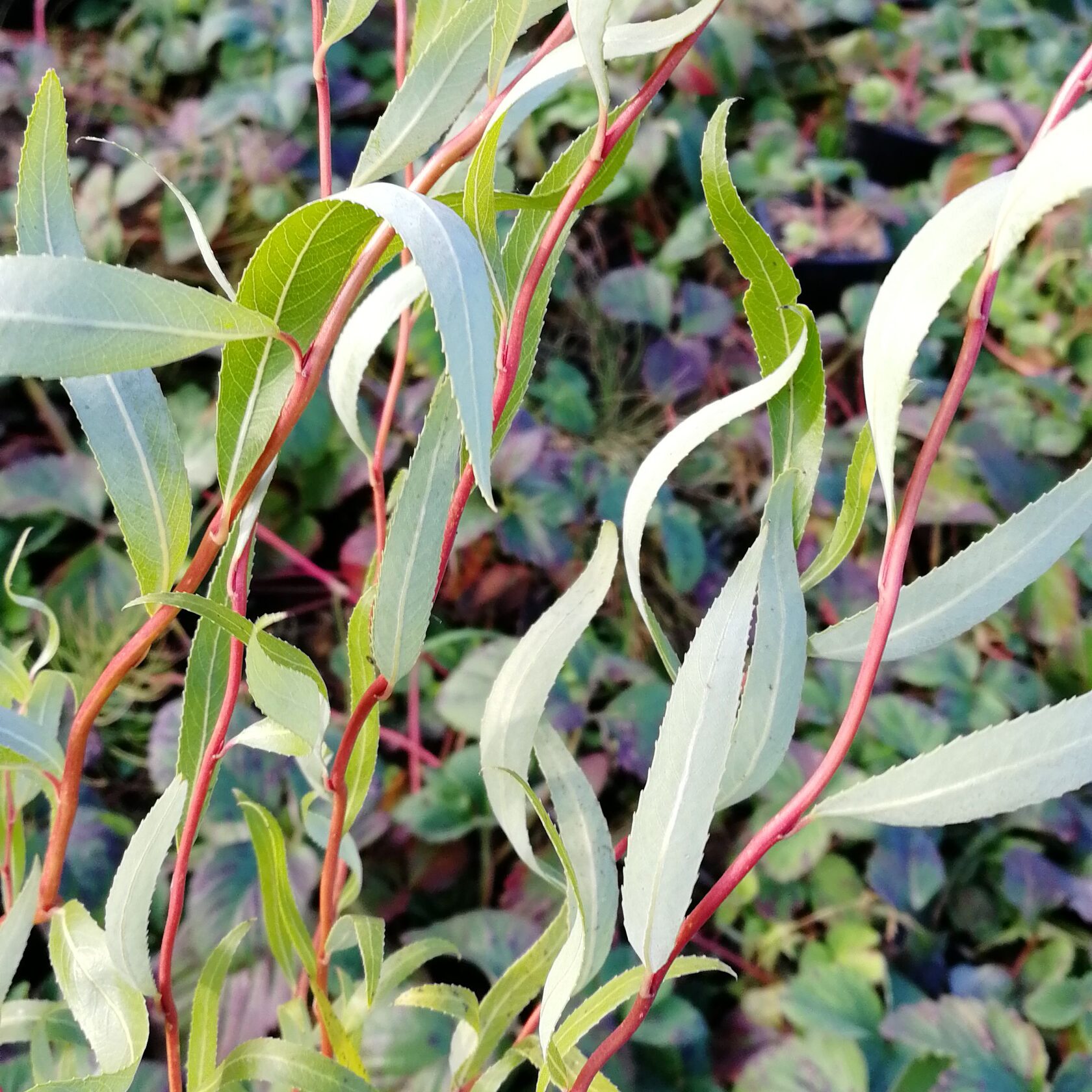 Ива Уральская извилистая, саженцы