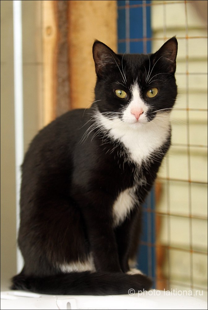 Животное фото 2