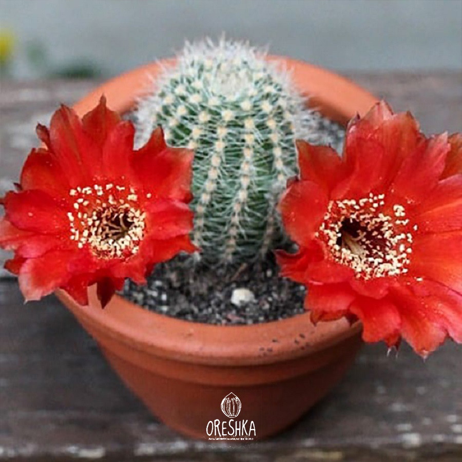 Seeds of Cactus Echinopsis mix (Echinopsis mix) — 10 pcs