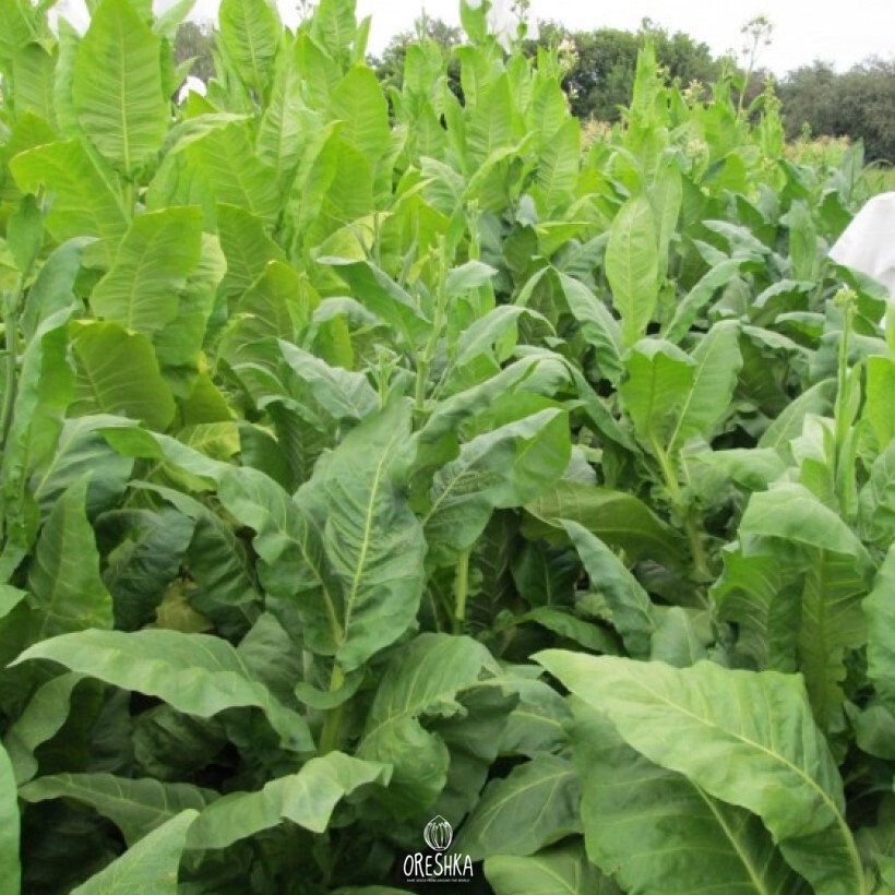 Seeds of Tobacco Pilsuk (Nicotiana tabacum) — 300 pcs