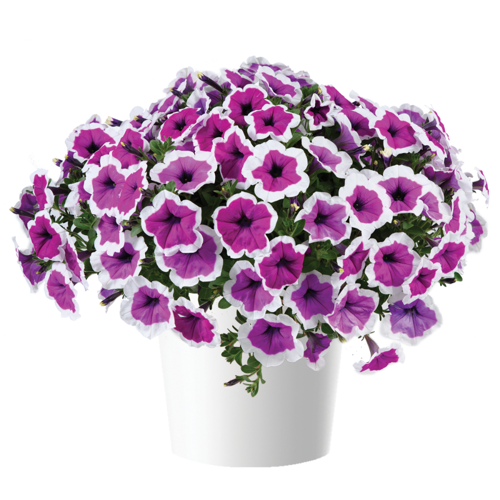 Петуния hippy chick violet. Петуния рим виолет. Петуния пендолино виолет айс. Петуния хиппи чик. Петуния hippychick violet.