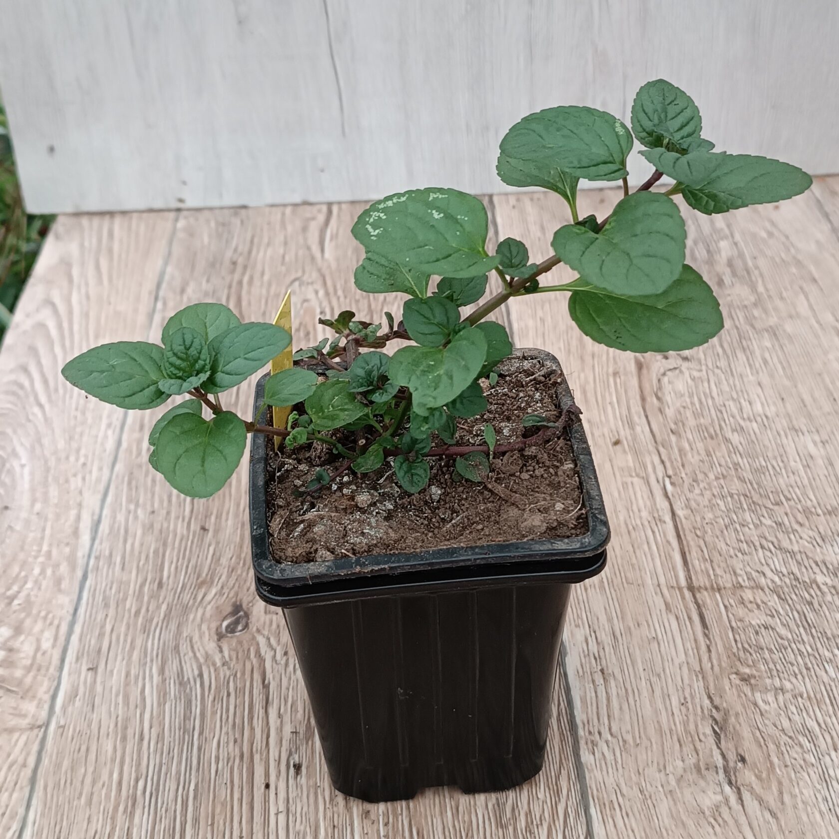 Мята Дюшес, саженцы