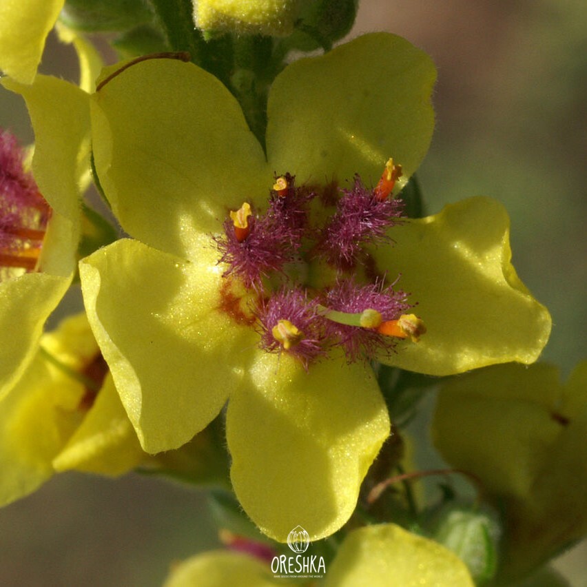 Seeds of Mullein black — 100 pcs